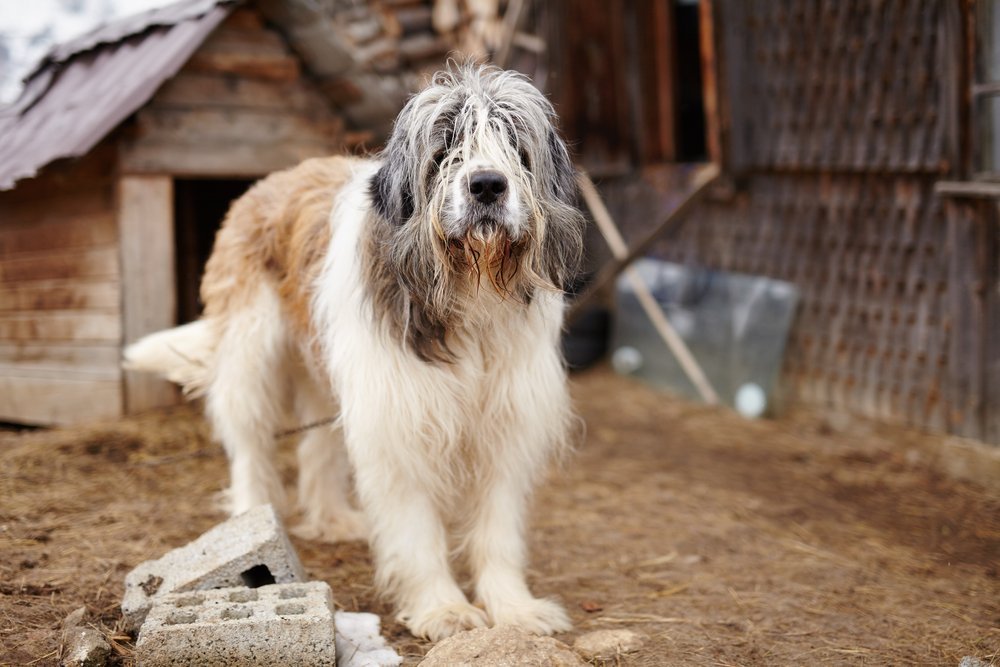 Carpathian Shepherd Dog Pictures